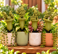 Gnome Self-Watering Stake Collection